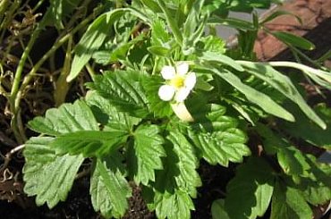 moja maleńka plantacja poziomek ;) #rośliny #poziomka