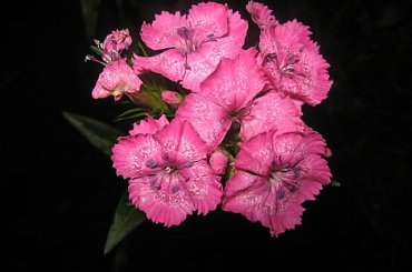 Goździk;) #goździk #kwiat #kwiaty