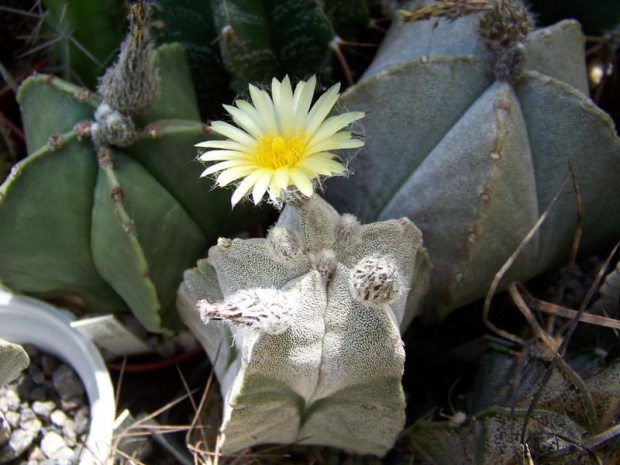 Astrophytum coahuliense