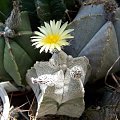 Astrophytum coahuliense