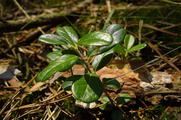 Barwinek #Barwinek #las #wakacje #lato #przyroda #natura #botanika