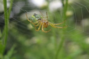 Mój fotogeniczny pajączek;) #pająk #sieć #owad