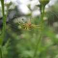 Mój fotogeniczny pajączek;) #pająk #sieć #owad