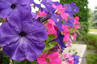 Petunia #kwiaty #doniczkowe #rośliny #ogród #petunia
