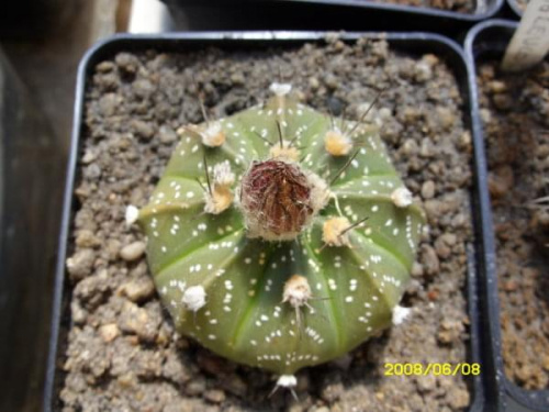 Astrophytum asterias