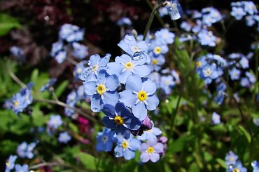 #kwiaty #niezapominajki #ogrody