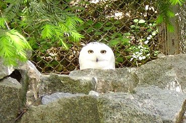 #zwierzęta #zoo #park #natura #sowa