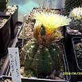 Notocactus ottonis