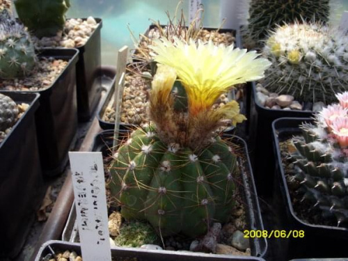 Notocactus ottonis