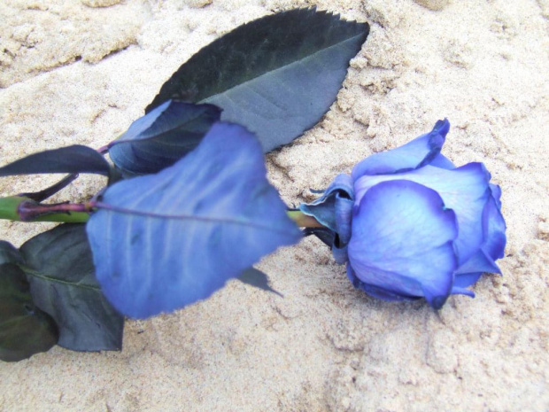 błękitna róża