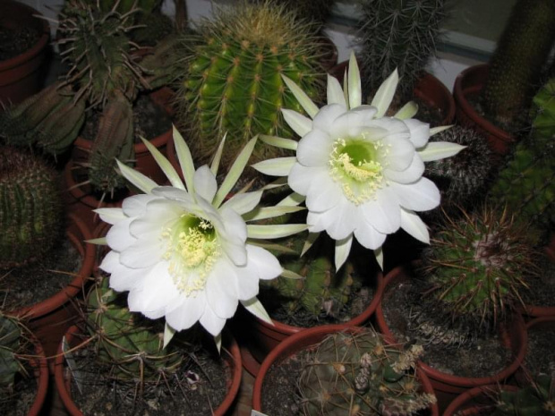 echinopsis obrepanda