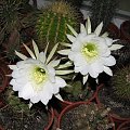 echinopsis obrepanda