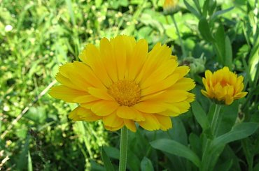 Kwiat w lecie #kwiat #przyroda #żółty #lato