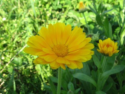 Kwiat w lecie #kwiat #przyroda #żółty #lato