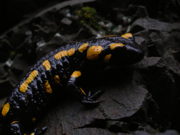 salamandra2