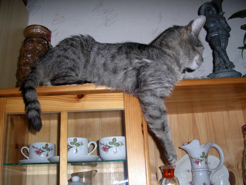 kocie wędrówki #koty