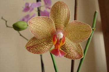 storczyk #kwiatki #kwiaty #storczyk