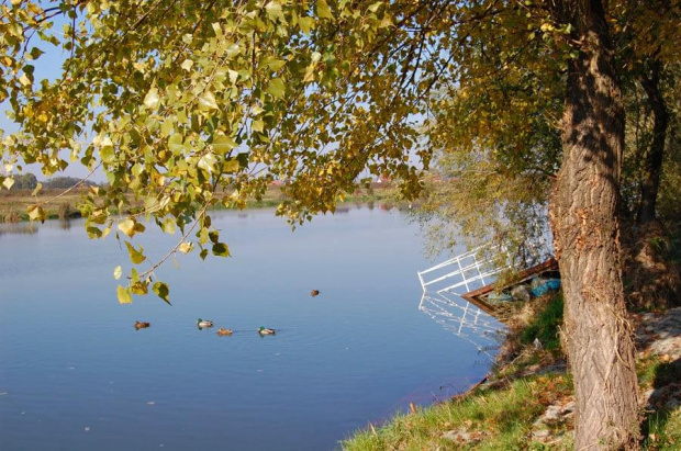 Jesień nad Wisłą w Tyńcu #kraków #polska #natura #Tyniec #Wisła #woda #pejzaż #zwierzęta #kaczki