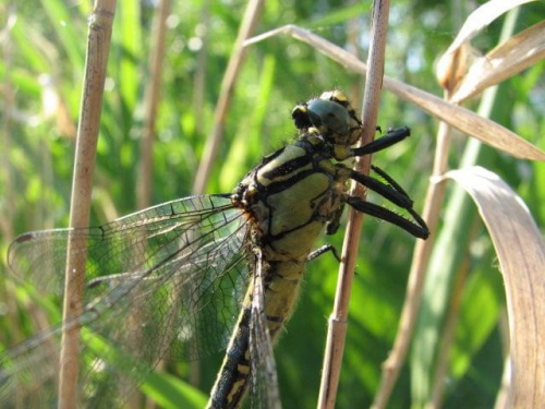 Ważka #Ważka #natura #przyroda #makro