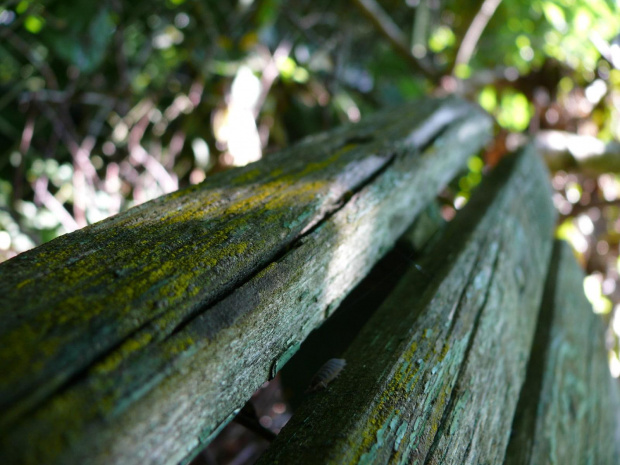 Jedno z sesji zdjęciowej ławki, którą mam u siebie w ogrodzie. #ławka #drewno