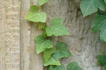 #Latorośl #Rośliny #ZamekCzocha