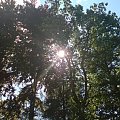 #czerniawa #drzewa #słońce
