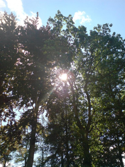 #czerniawa #drzewa #słońce