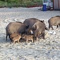 Krynica Morska-Dziki plażują czyż nie są słodziutkie ;)