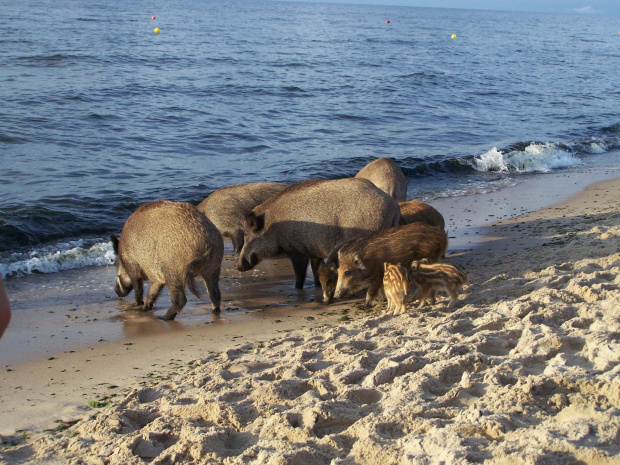 Krynica Morska-Dziki plażują czyż nie są słodziutkie ;)