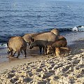 Krynica Morska-Dziki plażują czyż nie są słodziutkie ;)