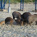 Krynica Morska-Dziki plażują czyż nie są słodziutkie ;)