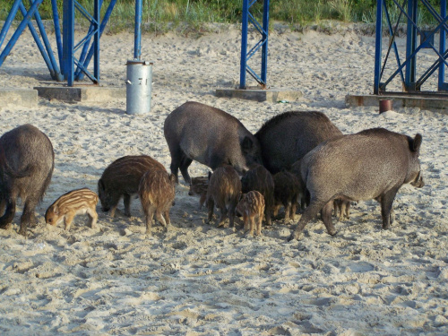 Krynica Morska-Dziki plażują czyż nie są słodziutkie ;)