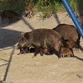 Krynica Morska-Dziki plażują czyż nie są słodziutkie ;)