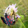 Wąsateczka lśniaczek ( Nemophora metallica ) i kraśniki rogalik ( Zygaena loti ) . Data : 14.07.2008. Miejscowość : Piaski Wielkopolskie .