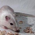 myszoskoczek gerbil