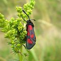 Kraśnik rogalik - Zygaena loti . Data : 27.06.2008. Miejscowość : Piaski Wielkopolskie .