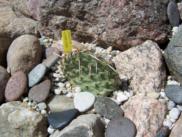 Opuntia hybryd