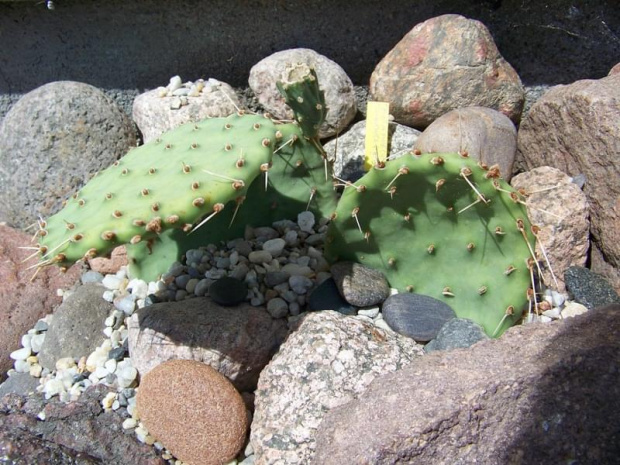 Opuntia phaecantha camanchica f. rubra