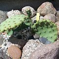 Opuntia phaecantha camanchica f. rubra