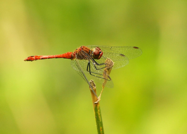 Szablak krwisty (Sympetrum sanguineum)