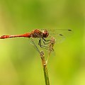 Szablak krwisty (Sympetrum sanguineum)