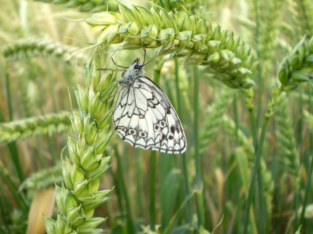 Polowiec szachownica - Melanargia galathea . Data : 27.06.2008. Miejscowość : Piaski Wielkopolskie .