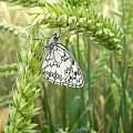 Polowiec szachownica - Melanargia galathea . Data : 27.06.2008. Miejscowość : Piaski Wielkopolskie .