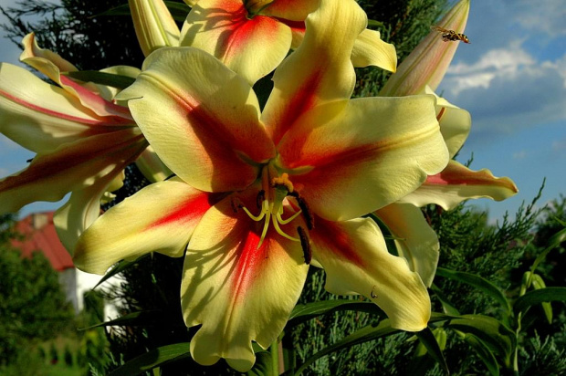 lilium Shocking