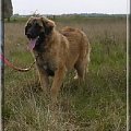 #leonberger #AptekaNatury