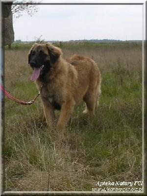 #leonberger #AptekaNatury