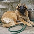 #leonberger #AptekaNatury