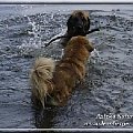 #leonberger #AptekaNatury