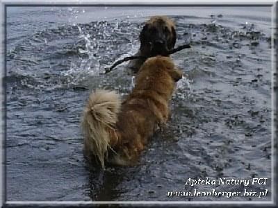 #leonberger #AptekaNatury