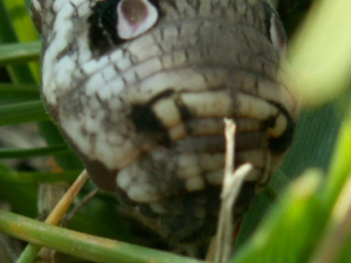 Potwór w trawie
Co to jest? #Wałbrzych #przyroda